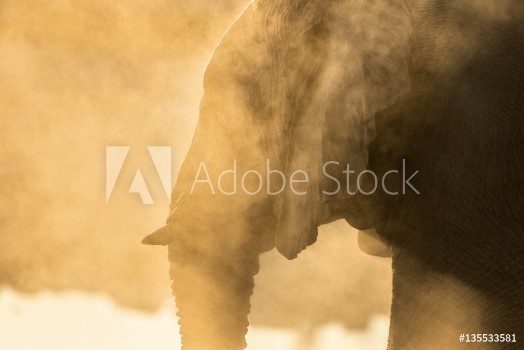 Picture of African Elephant in Etosha National Park